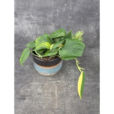 Scindapsus Pictus Jade Satin 12 cm