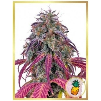 Mr. Hide Seeds Mr. Tropicanna Hide semena neobsahují THC 5 ks