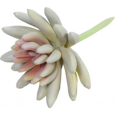 Umelý sukulent lotus Eševéria biela 10,5 cm