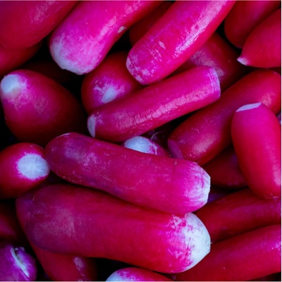 Ředkvička Felicia - Raphanus sativus - semena ředkvičky - 300 ks