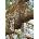 Dino - Puzzle Leopard on a tree - 1 000 piese