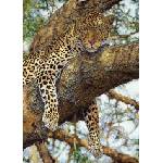 Dino - Puzzle Leopard on a tree - 1 000 piese