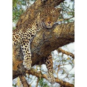 Dino - Puzzle Leopard on a tree - 1 000 piese