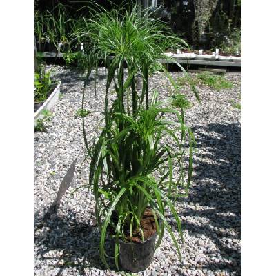 Kytka Papyrus Prodej (Kytky Papyrus, Cyperus papyrus, zelených listů) Kytka Papyrus Prodej