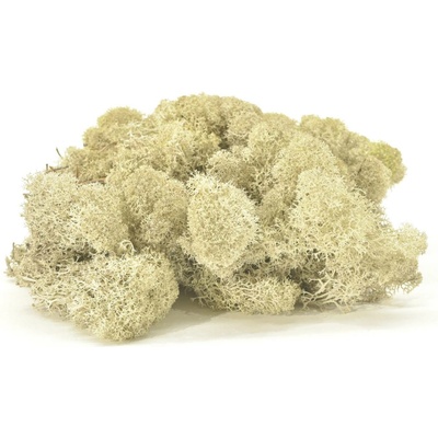 Stabilizovaný LIŠEJNÍK (sobí mech) Canopy | KRÉMOVÝ | 100 g