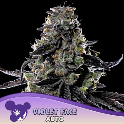 Anesia Seeds Violet Face semena neobsahují THC 5 ks