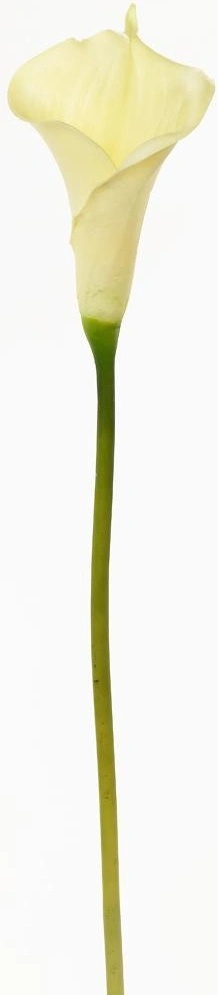KS CALLA BIELA 70CM