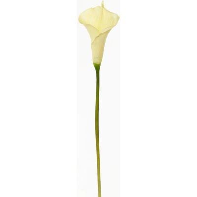 KS CALLA BIELA 70CM