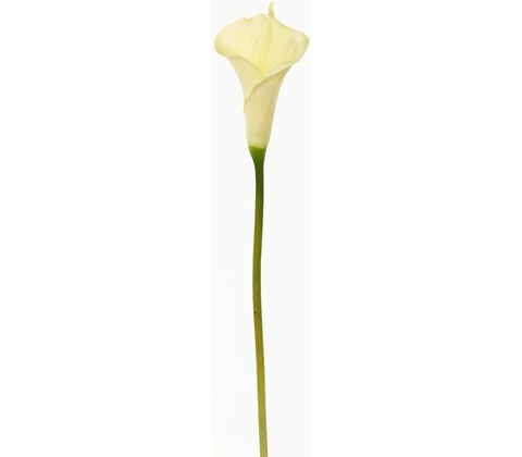KS CALLA BIELA 70CM