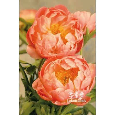 Paeonia CORAL SUNSET - pivoňka