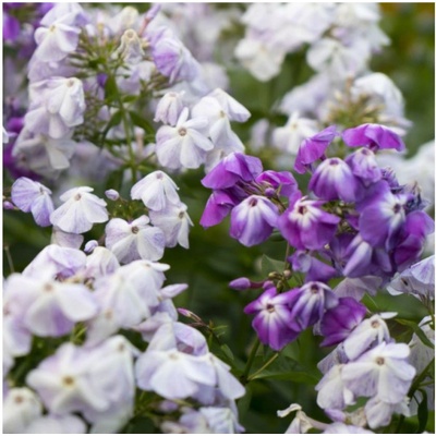 Plamienka metlinatá - zmes - Phlox paniculata grandiflora - Flox - hľuzy plamienka - 15 ks