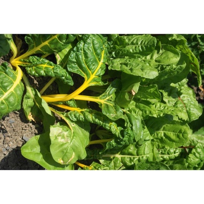 Mangold žltý Giallo - Beta vulgaris - semiačka - 30 ks