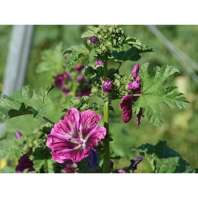 Planta Naturalis Semínka k výsevu - sléz lesní maurský