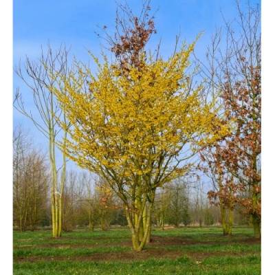 Hamamel prostredný (Hamamelis × intermedia) ‘ARNOLD PROMISE’ - výška 30-40 cm, kont. C3L
