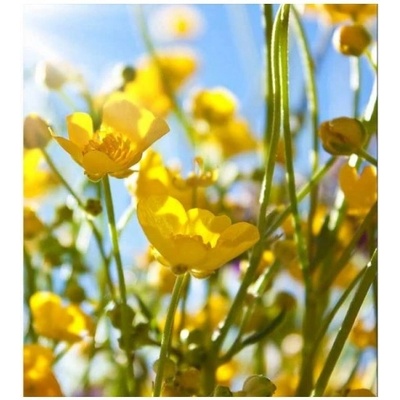 DIMEX ART Флизелинов фототапет жълти цветя 225 x 250 см