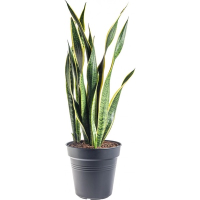 Tchýnin jazyk, Sansevieria laurentii, průměr květináče 24 cm