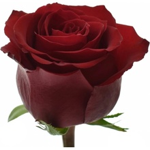 Červená růže EVER RED 60 cm (XXL)