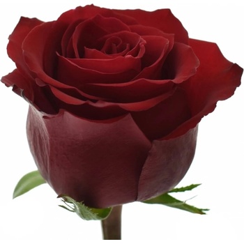 Červená růže EVER RED 60 cm (XXL)