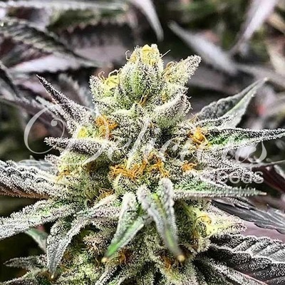 Delicious Seeds Delicious Cookies semena neobsahují THC 5 ks