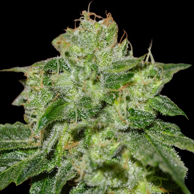 G13 Labs Seeds Chocolate Heaven semena neobsahují THC 5 ks