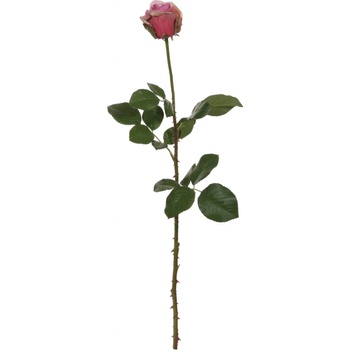 SHISHI Tmavá růže 66 cm