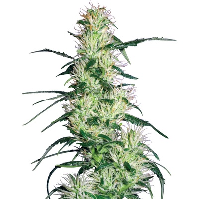 White Label Purple Haze semienka neobsahujú THC 10 ks