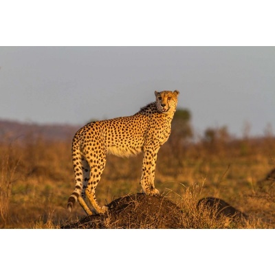 Dimex MS-5-0573 Vliesová fototapeta Stojící gepard rozměry 375 x 250 cm