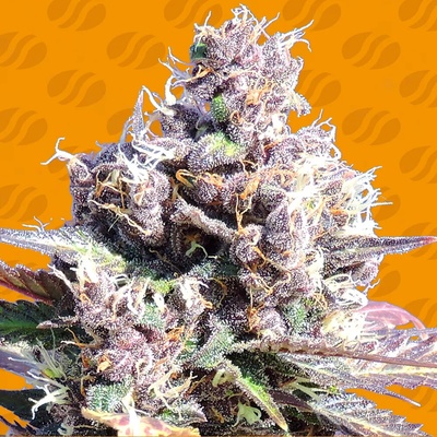 Original Sensible Seeds Gelato semienka neobsahujú THC 25 ks