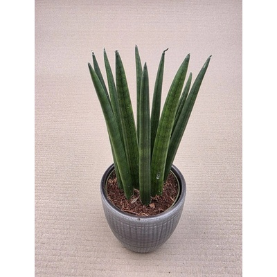Sansevieria Cylindrica silné výhony