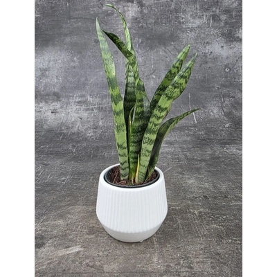 Sansevieria Black Coral 7 cm