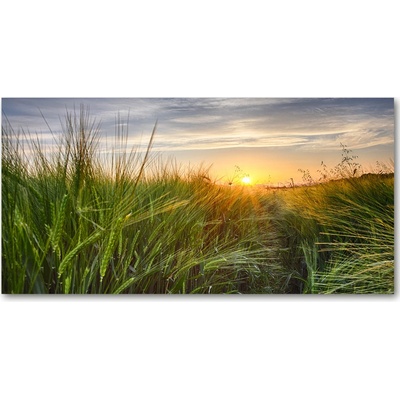 Foto obraz fotografie na skle pole pšenice 100x50 cm