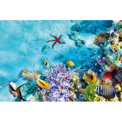 DIMEX ART Флизелинов фототапет подводен свят с корали 375 x 250 см