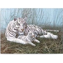 Malování podle čísel Bílý tygr s mládětem