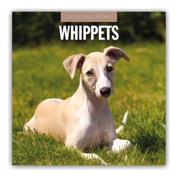 Browntrout Verlags GmbH Whippets - Whippet 2026 - 16-Monatskalender | Red Robin Publishing Ltd
