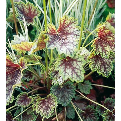 Heuchera americana DALE'S STRAIN - dlužicha
