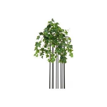 Břečťan Premium, 50 cm
