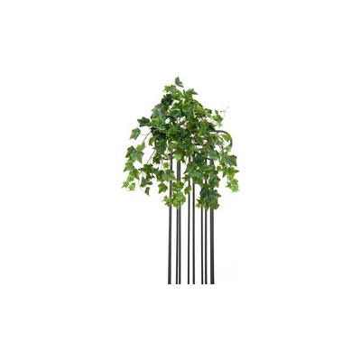 Břečťan Premium, 50 cm