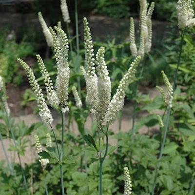 Herbarium Projekt Ploštičník, menopauza a hormóny, tinktúra, 50 ml
