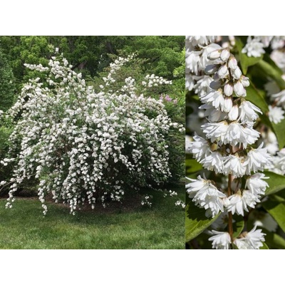Trojpuk veľkolepý, výška 30-60 cm, kvetináč 2 l