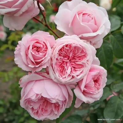 Катерлива Роза Kiss me Kate®