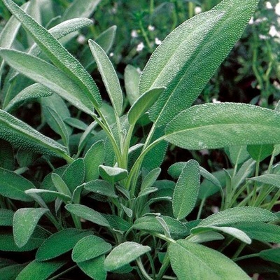 Alteya Neroli olej 100% BIO 10 ml