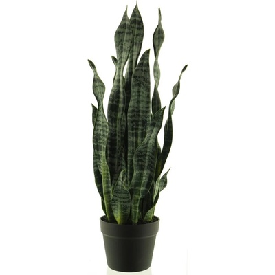 Sansevieria v květináči zelená 71 cm