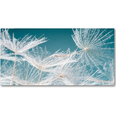 Foto obraz fotografie na skle semeno púpavy 100x50 cm