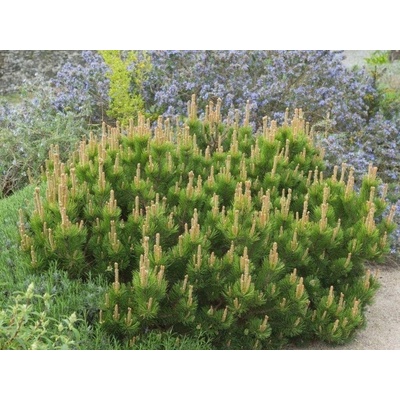 Borovica horská Mugo Mughus 10-20 cm, kont. p14