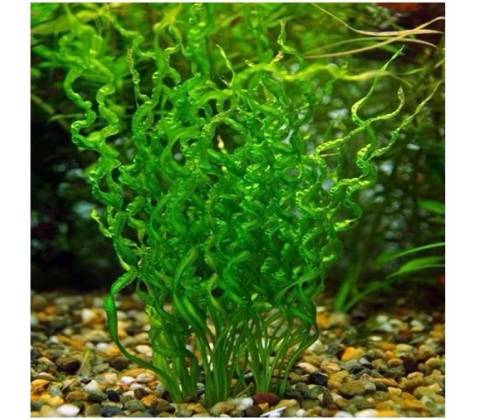 Echinodorus Vesuvius