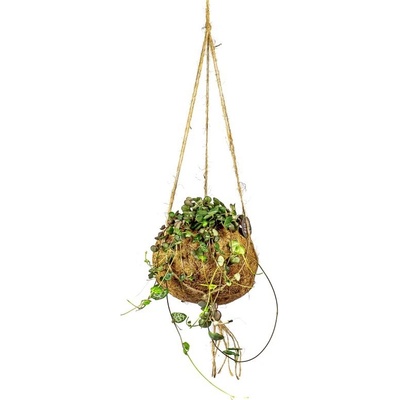 Gardners Ceropegia woodii (S) Svícník