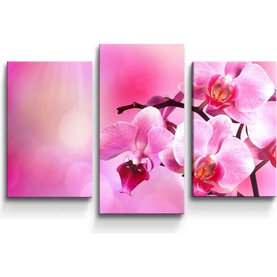 Sablio Obraz - 3-dílný Květy Orchidey - 75x50 cm