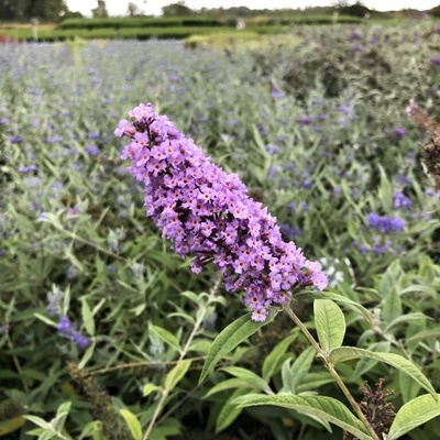Buddleja davidii 'Nanho Blue' Prodejní velikost: 020/030, Velikost hrnku: 2 l