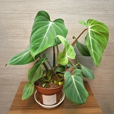 Philodendron Gloriosum č6