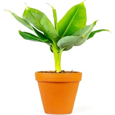 Gardners Musa Tropicana, průměr 12 cm Banánovník – Zboží Dáma